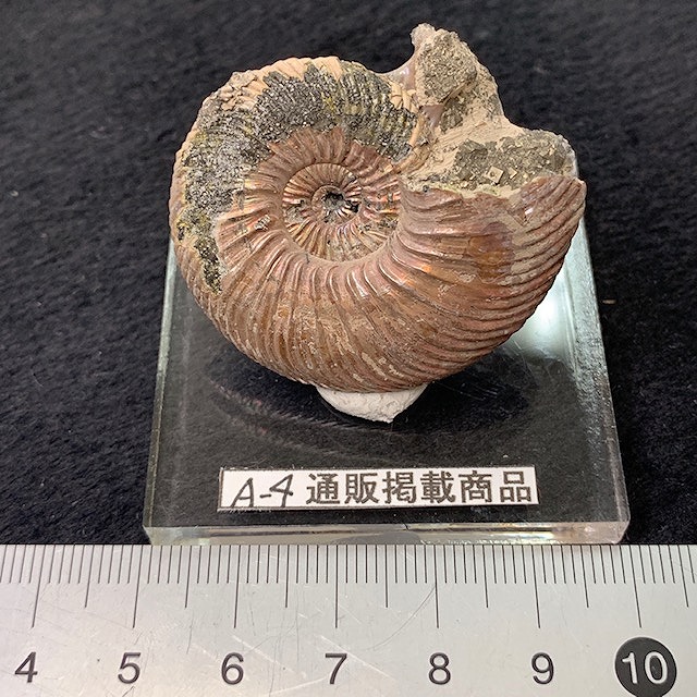 アンモナイト化石（スライス）- 海福雑貨通販部